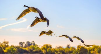 Known As Father Goose, He Was The First To Teach Flocks Of Canadian Geese To Fly Alongside Him Using An Ultralight Aircraft, An Idea That’s Since Helped Preserve Endangered Bird Species