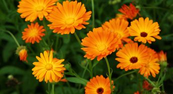 These Five Annuals Love Full Sun And Can Brighten Up Your Fall Garden