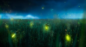 This Firefly Flickers Green, And May Become The First Firefly Species Officially Listed As Endangered In The U.S.