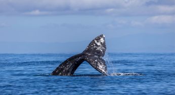 Scientists Found That Larger Gray Whales Exhale Bubble Blasts To Help Them Stay Underwater