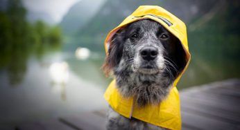 Protect Your Pup During Hurricanes With These Tips For Dog Owner Preparedness