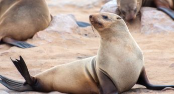 The First Known Outbreak Of Rabies In Seals Has Been Identified Along South Africa’s Coast, Affecting Two Dozen Cape Fur Seals