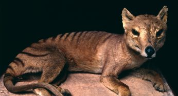 The 110-Year-Old Pickled Fossil Skull Of A Tasmanian Tiger May Help Bring The Extinct Species From Australia Back To Life