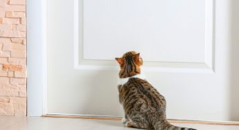 Cats Hate Closed Doors Because They Have A Fear Of Missing Out And Like To Watch Over Everything That’s Happening In Their Domain