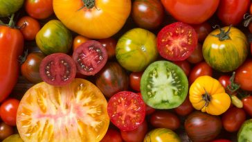 Close up of colorful tomatoes, some sliced, shot from above