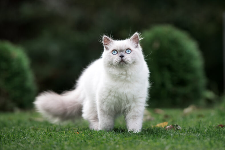 adorable fluffy cat walking outdoors in summer