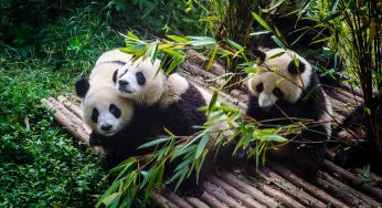 This Giant Ancestor Of The Panda Lived Over 11 Million Years Ago And Didn’t Just Eat Bamboo