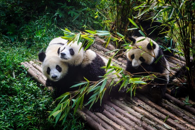 Pandas enjoying their bamboo breakfast in Chengdu Research Base, China