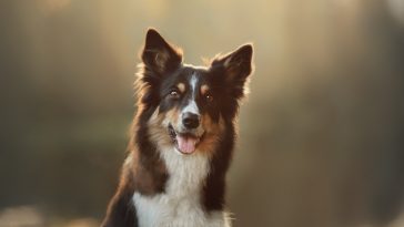 Dog border collie closeup on nature day