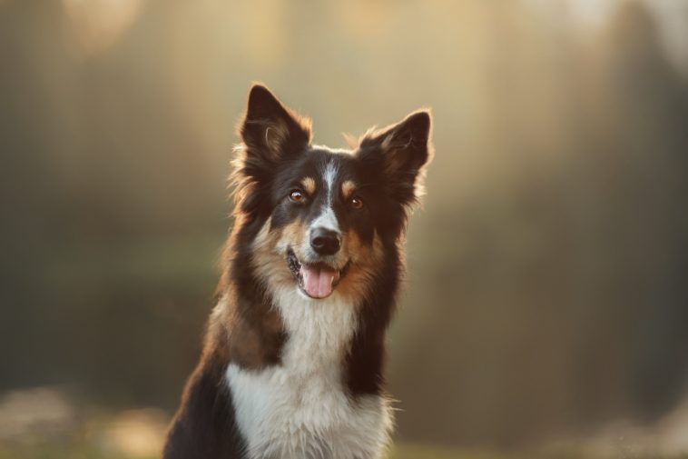 Dog border collie closeup on nature day