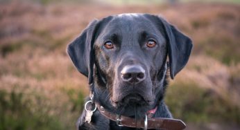 He Kicked His Babysitter Out And Didn’t Pay Her After She Brought Her Dog Into His House Without Permission