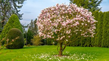 Beautiful purple magnolia tree called 'big Dude'.