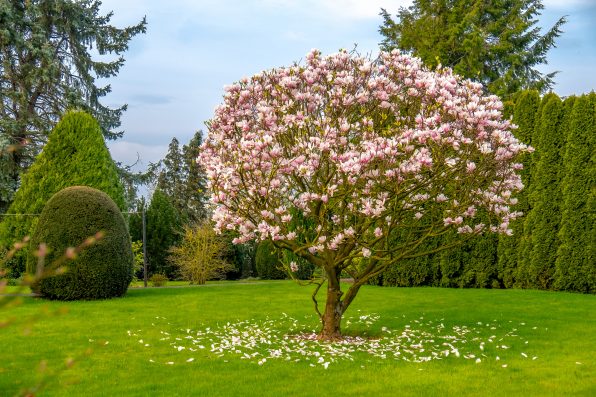 Beautiful purple magnolia tree called 'big Dude'.