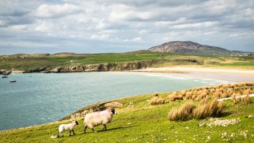 New born lamb and it mother in a field by the sea.  This photograph was taken in Donegal Ireland