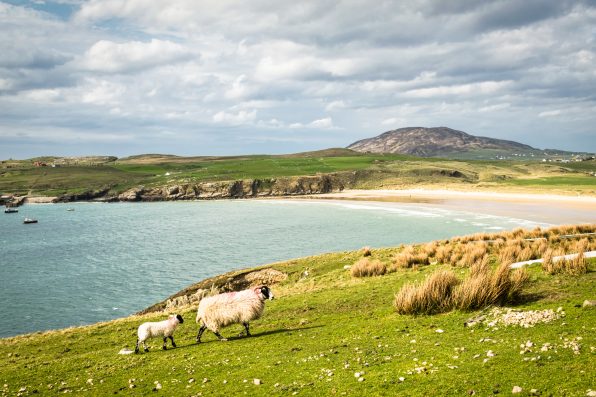 New born lamb and it mother in a field by the sea.  This photograph was taken in Donegal Ireland