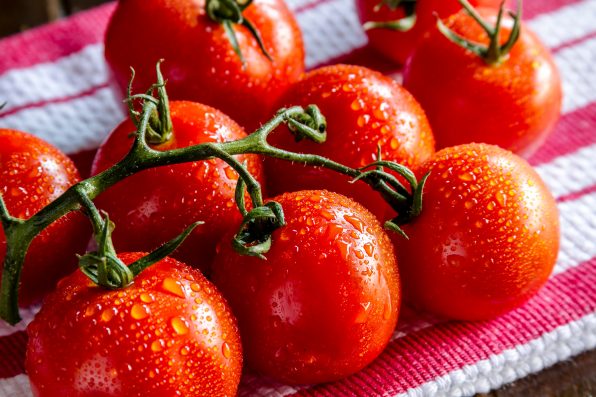 Fresh organic Campari tomatoes on the vine sitting on red striped towel with water drops