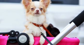 Everything You Need To Know About Dog Strollers, A Stellar Way For Senior Or Disabled Pups To Get Mental Stimulation