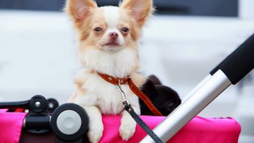 Chihuahua dog breed close-up in a pink stroller