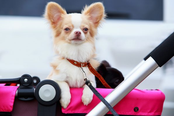 Chihuahua dog breed close-up in a pink stroller