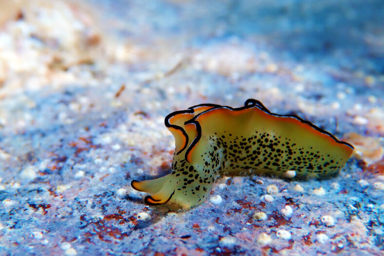 Elysia marginata or Elysia ornata, found underwater in Mediterranean (aegean) sea in Greece