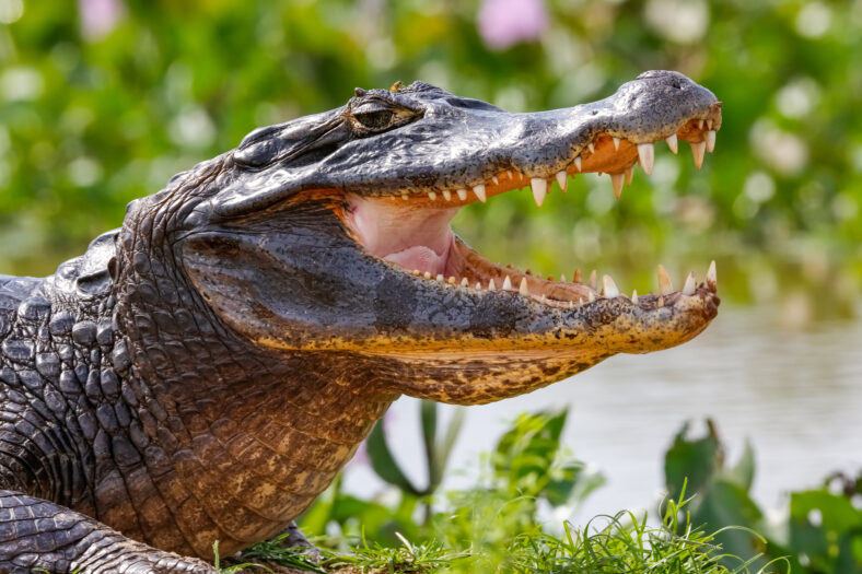 Close-up of a Black Caiman profile with open mouth against defoc