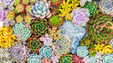 colorful Rectangular arrangement of succulents; cactus succulents in a planter