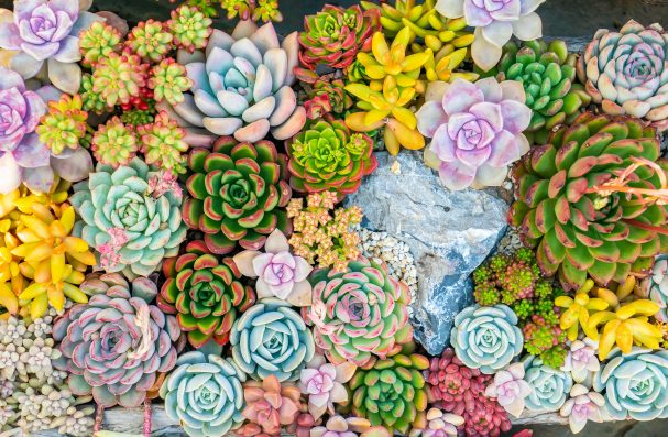 colorful Rectangular arrangement of succulents; cactus succulents in a planter