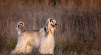 These Are 5 Of The Fastest Dog Breeds In The World