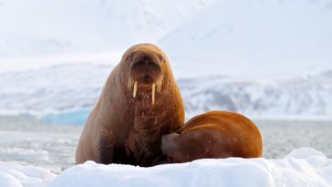 Walrus, Odobenus rosmarus, stick out from blue water on white ice with snow, Svalbard, Norway. Mother with cub. Young walrus with female. Winter Arctic landscape with big animal.