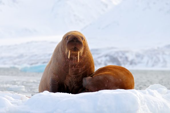 Walrus, Odobenus rosmarus, stick out from blue water on white ice with snow, Svalbard, Norway. Mother with cub. Young walrus with female. Winter Arctic landscape with big animal.