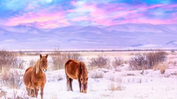 Beautiful horses against Altai mountains in winter, Russia. Wildlife colorful sunset landscape.