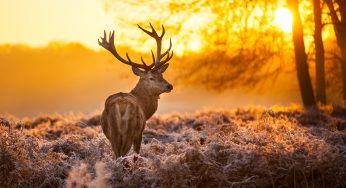 Her Husband Suggested A Divorce After She Said She Doesn’t Want Him Spending All Weekend Hunting