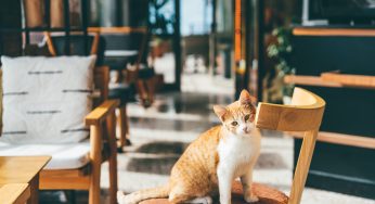 She Went To A Cat Cafe On A First Date, But The Guy Ignored Her And Talked To The Employees The Entire Time