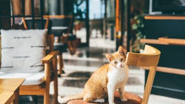 Cat sitting on the chair at cafe.