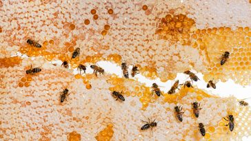 Honey bees eating honey on the frame of a hive where wax remains, isolated on a white background