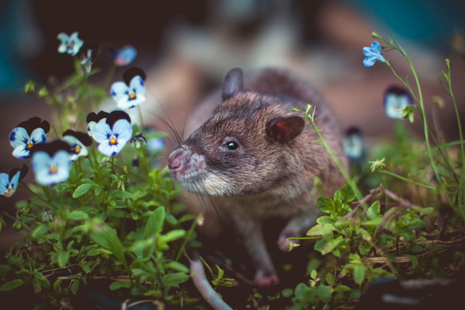 Researchers Have Trained Giant Rats Wearing Vests To Sniff Out Smuggled