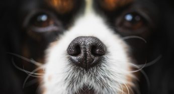 Your Dog’s Nose Is As Unique As A Fingerprint, And Its Distinct Pattern Actually Forms During Embryonic Development