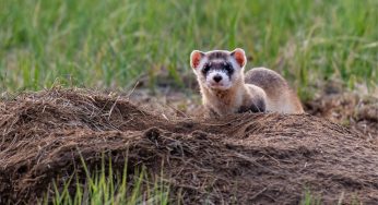 A Cloned Black-Footed Ferret Gave Birth, Marking The First Time A Cloned Endangered Species Has Produced Offspring