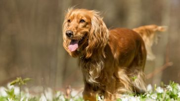 Healthy purebred dog photographed outdoors in the nature on a sunny day.