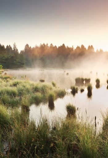 misty summer sunrise over wild swamp