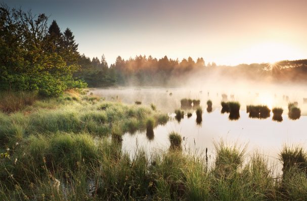 misty summer sunrise over wild swamp