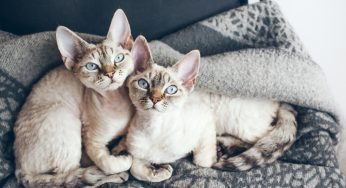 Her Husband Put Down Her Cats, So She Wants To Divorce Him