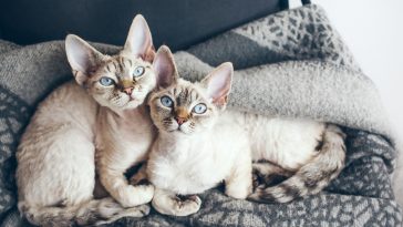 Two adorable and funny Devon Rex cats with blue eyes are sitting together on the soft wool blanket and looking at camera.