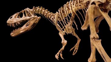 Dinosaur skeleton on black isolated background