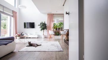 Grey cat on carpet in spacious living room interior with plant, television and chairs at table. Real photo