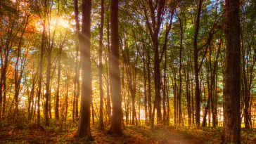 the sun's rays leak through the branches of the autumn forest