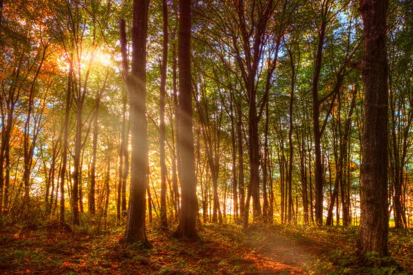 the sun's rays leak through the branches of the autumn forest