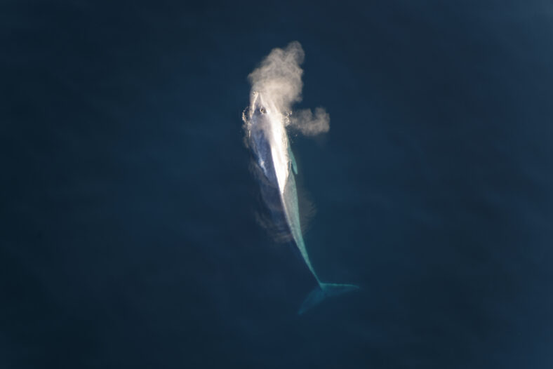 A blue whale comes up for air