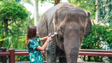 A young smiling woman in bright clothes washes an elephant, watering it with a hose. Rear view. In the background, Park vegetation. Close up.