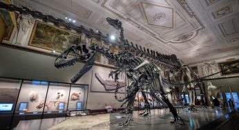 A 150-Million-Year-Old Dinosaur Skeleton Just Sold For Over $6 Million Dollars At An Auction In France